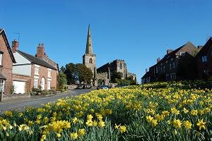 Asbury's famous doffodils